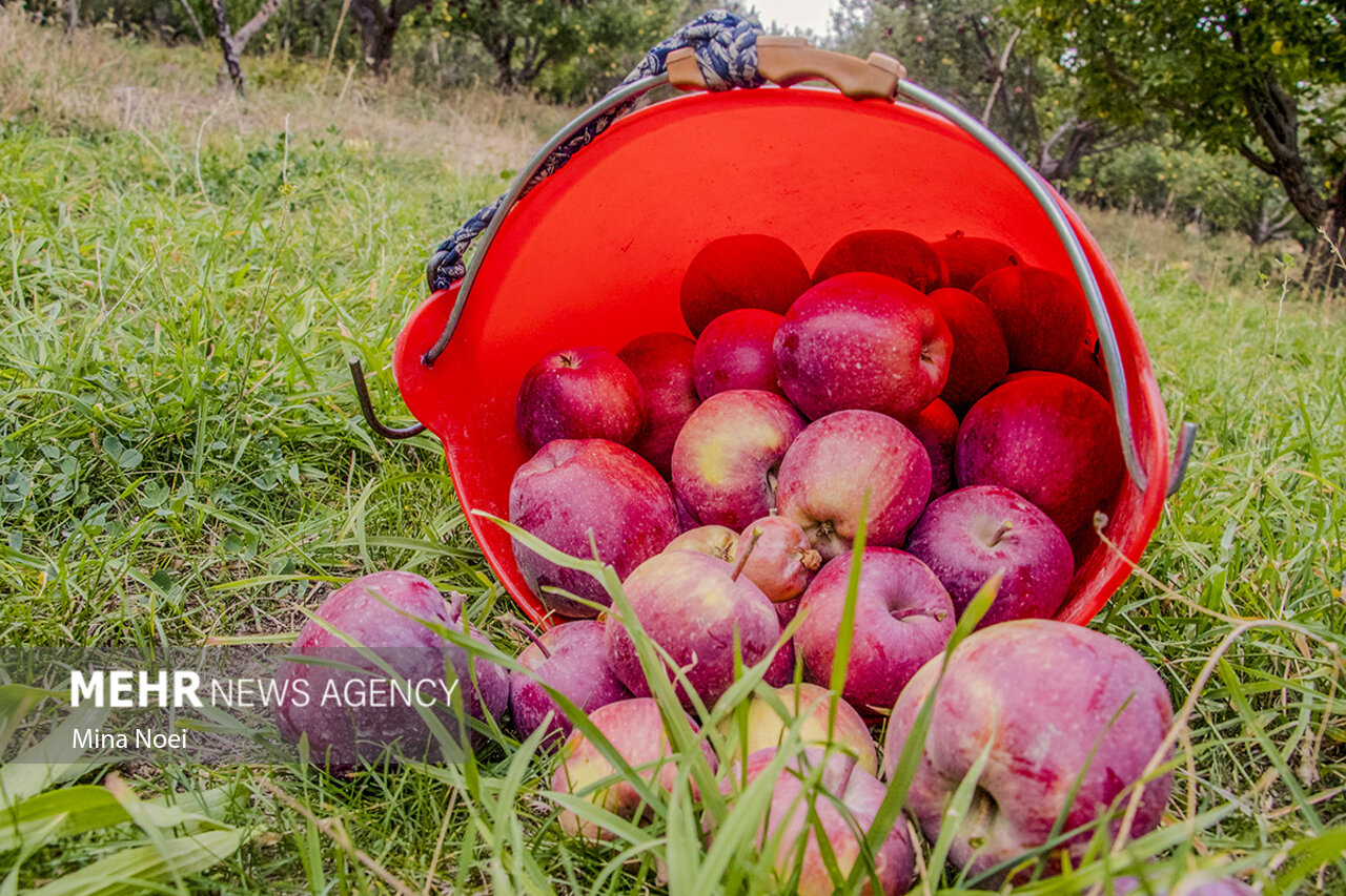 ۶۰۰ هزار تن سیب در سردخانه های آذربایجان غربی ذخیره سازی شد