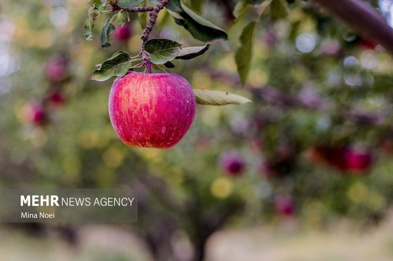 خرید توافقی ۳۱۰ تن سیب درختی از باغداران بروجردی