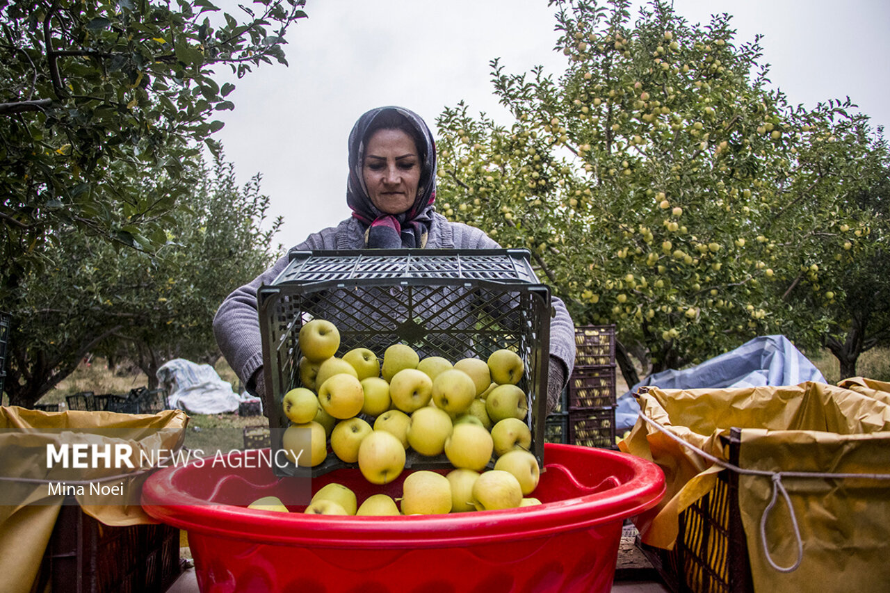 تکاپوی دیرهنگام برای مدیریت بازار/کمکاری در دی یقه نوروز را گرفت