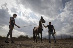 جشنواره زیبایی اسب ترکمن