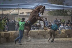Festival of Turkmen horse in Semnan Province
