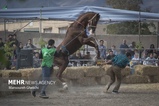 Festival of Turkmen Horse in Semnan Province