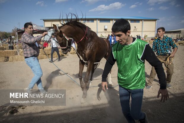 Festival of Turkmen Horse in Semnan Province