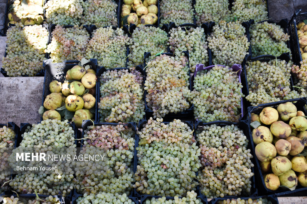 انگور جهانی ملایر اسیر مشکلات است