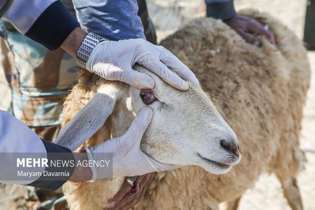 واکسیناسیون دام عشایر منطقه قره میدان درخراسان شمالی