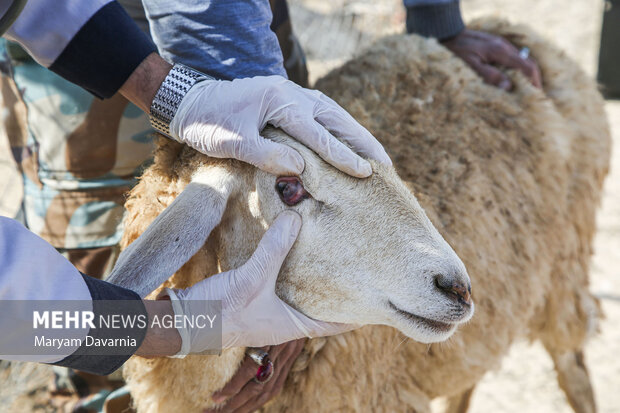 بستر احداث مجتمع عرضه دام زنده عشایر استان فراهم است