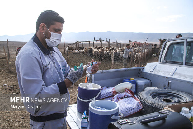 واکسیناسیون ۱۱۰ هزار راس دام علیه بیماری تب مالت در ایلام