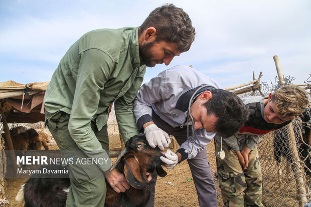 رکوردشکنی اصفهان در واکسیناسیون دام و طیور / تبکنگو مشاهده نشد