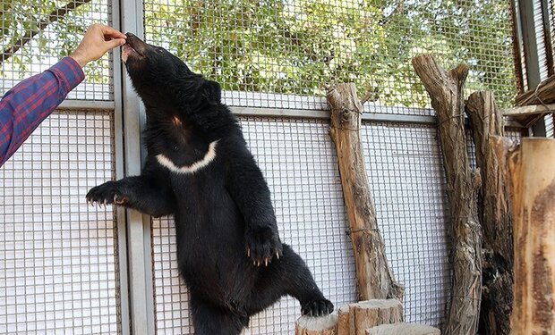 ۳ توله خرس سیاه بلوچی از اصفهان به پردیسان منتقل شدند