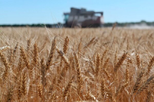 Russia suspends participation in grain deal: MoD
