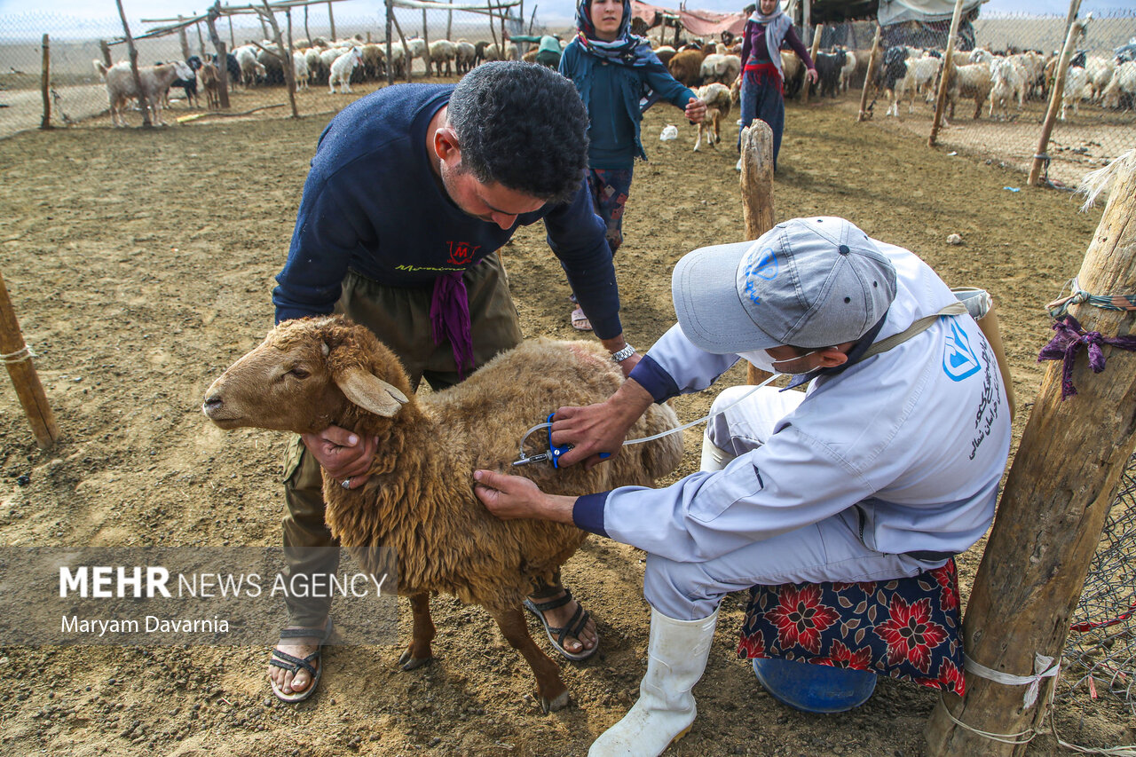 واکسیناسیون ۴.۸ میلیون راس دام در استان بوشهر