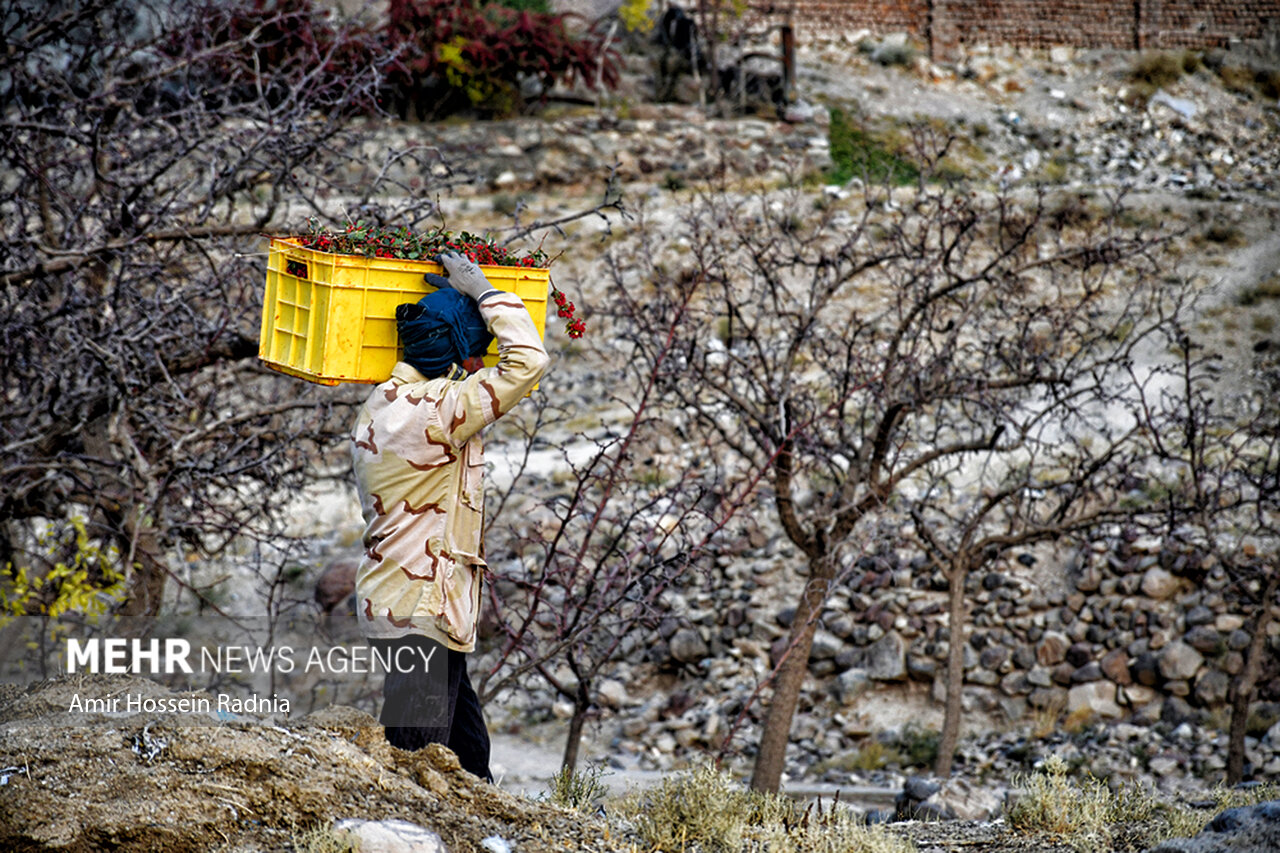 زنگ خطر برای زرشک ایران/ آفت به جان باغات افتاد