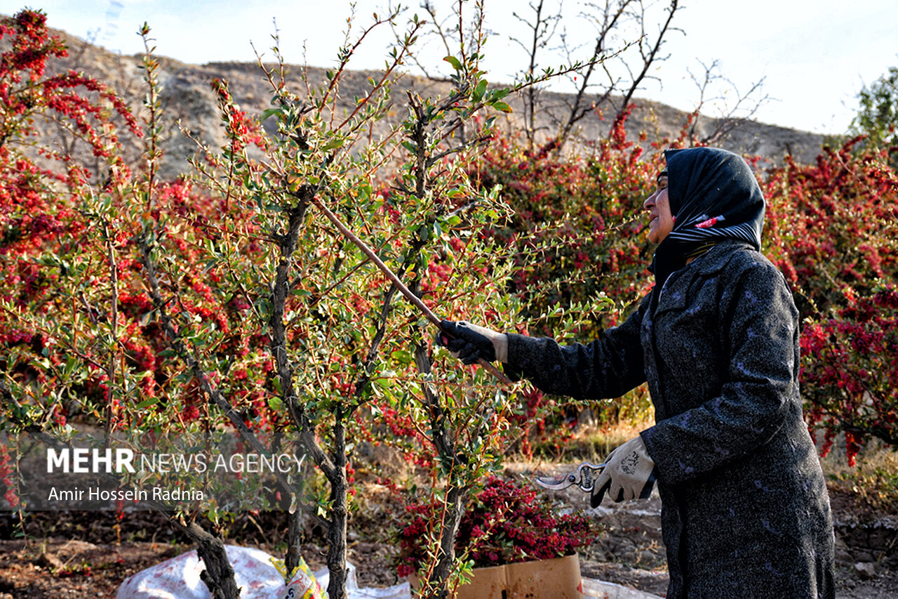 زنگ خطر برای زرشک ایران/ آفت به جان باغات افتاد