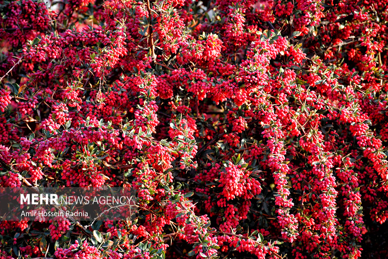 تیغ تیز مشکلات بر تن زرشک کاران خراسان جنوبی