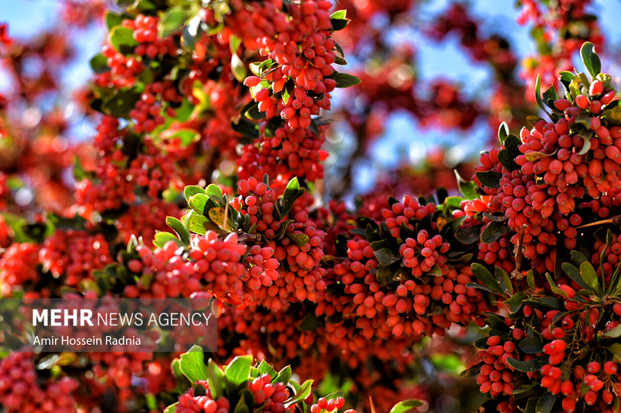 زنگ خطر برای زرشک ایران/ آفت به جان باغات افتاد