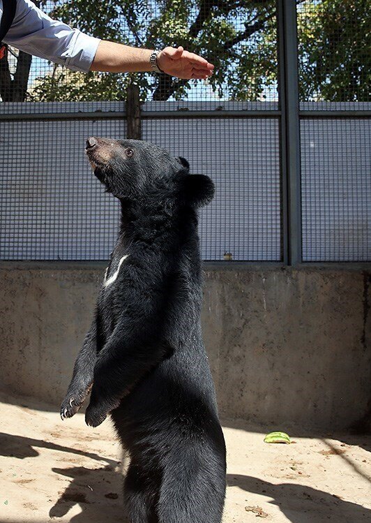 انتقال لالین به پارک پردیسان/ توله خرس ۳ماه در اصفهان تیمار شد