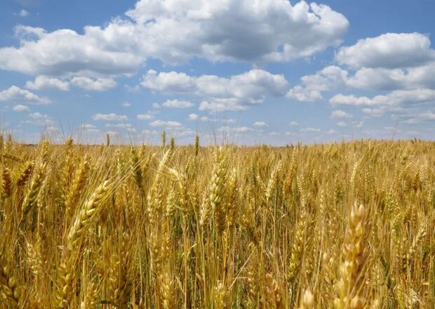 Russian grain exports hit record high