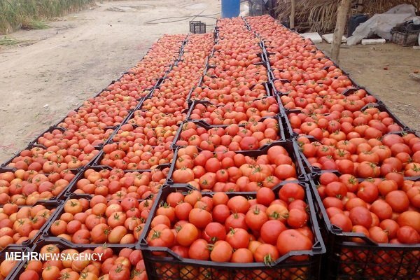 محصولات کشاورزی استان بوشهر شناسنامهدار میشوند محصولات کشاورزی استان بوشهر شناسنامهدار میشوند