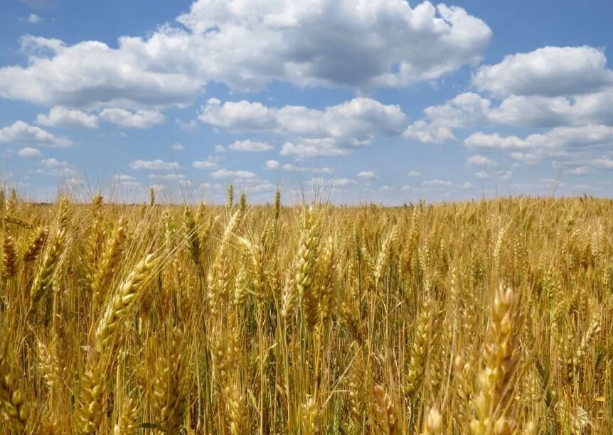 Russia ready to replace Ukrainian grain - Mehr News Agency