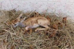 ۳۹ گونه حیات وحش در نقاهتگاه حفاظت محیط زیست بوشهر درمان شدند