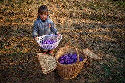 برداشت زعفران در کشمیر هند