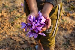 زعفران را در بورس کالا بخرید