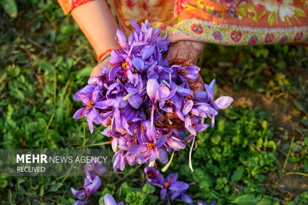 کشت طلای سرخ در خوزستان / نبوغ کارآفرینی در محرومیت اقتصادی