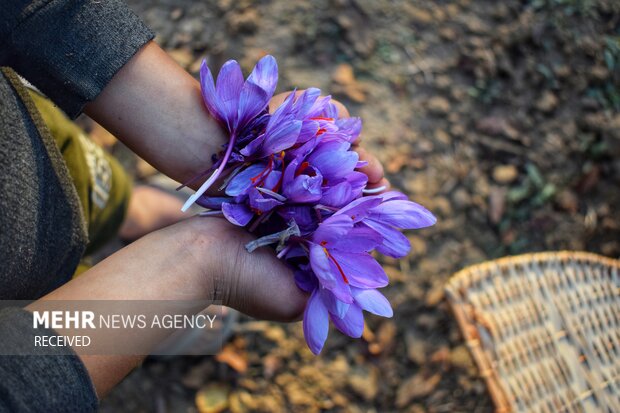 کشت طلای سرخ در خوزستان / نبوغ کارآفرینی در محرومیت اقتصادی