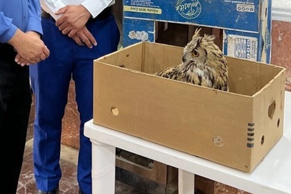 یک بهله شاه بوف به نقاهتگاه محیط زیست بوشهر تحویل داده شد