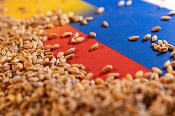 تولید بیش از ۵هزار کیلوگرم بذر پرورشی ارقام جدید غلات دیم در کشور