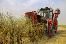 Harvesting sugar cane in Khuzestan