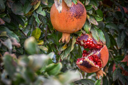 Pomegranate harvest in Saveh