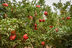پیش بینی سرمازدگی ۵۰ درصد محصولات باغی کرمانشاه/ آغاز برداشت گوجه سبز
