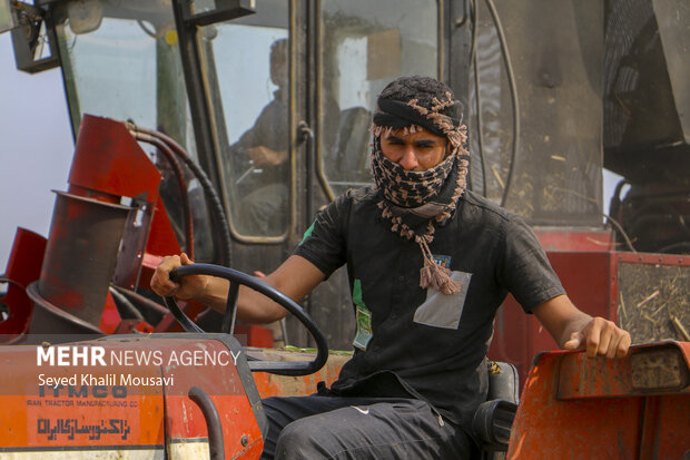 Harvesting sugar cane in Khuzestan
