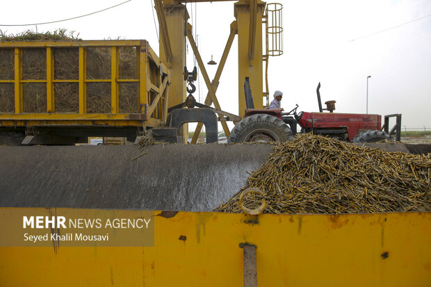 Harvesting sugar cane in Khuzestan
