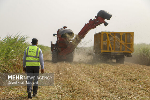 Harvesting sugar cane in Khuzestan
