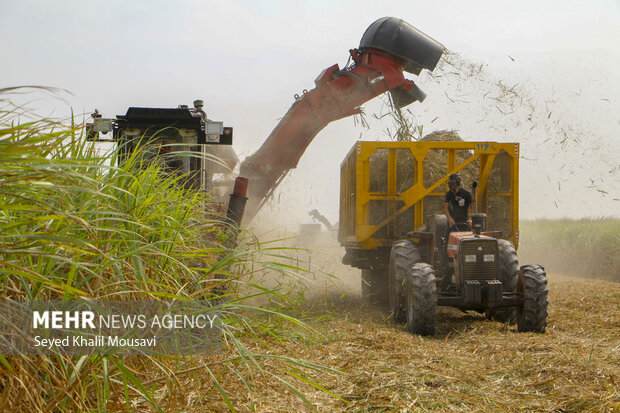 Harvesting sugar cane in Khuzestan
