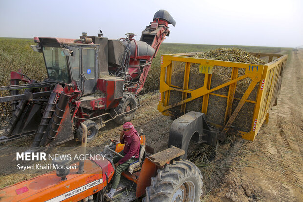 Harvesting sugar cane in Khuzestan
