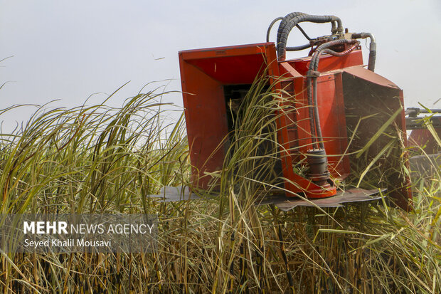 Harvesting sugar cane in Khuzestan
