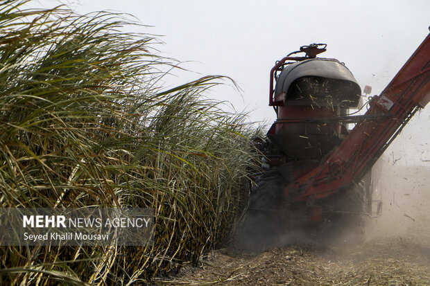 Harvesting sugar cane in Khuzestan
