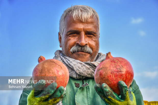 خزان یاقوت چترود؛ آفتی که گلوی کشاورز را فشار میدهد