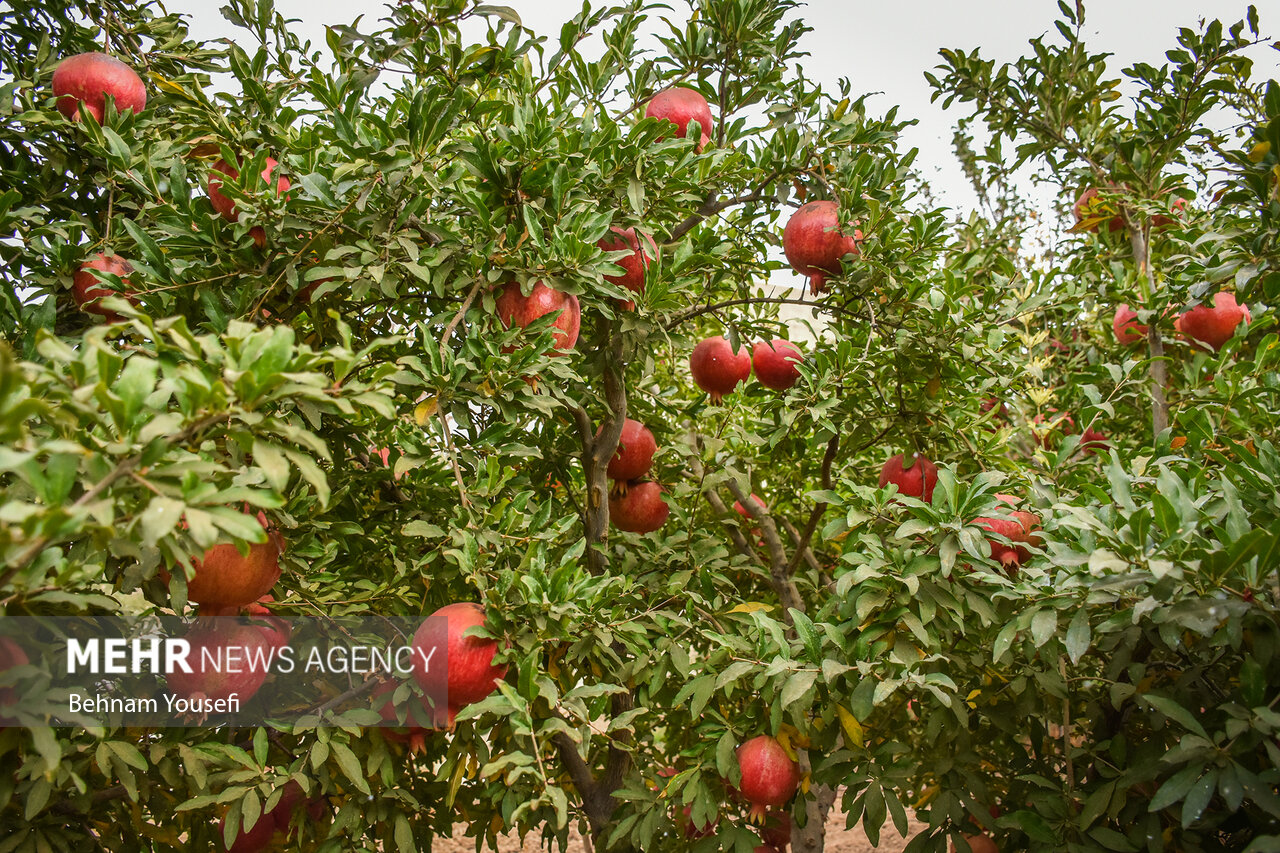 سفره سبز و سرخ و طلایی؛ سرزمینی که کشاورزی آن ۹۰۰۰ سال قدمت دارد