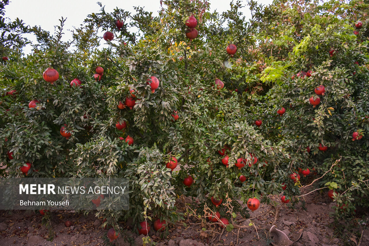 باغ‌های بهشهر؛ گنجینه‌ای از انارهای ارگانیک و صادراتی