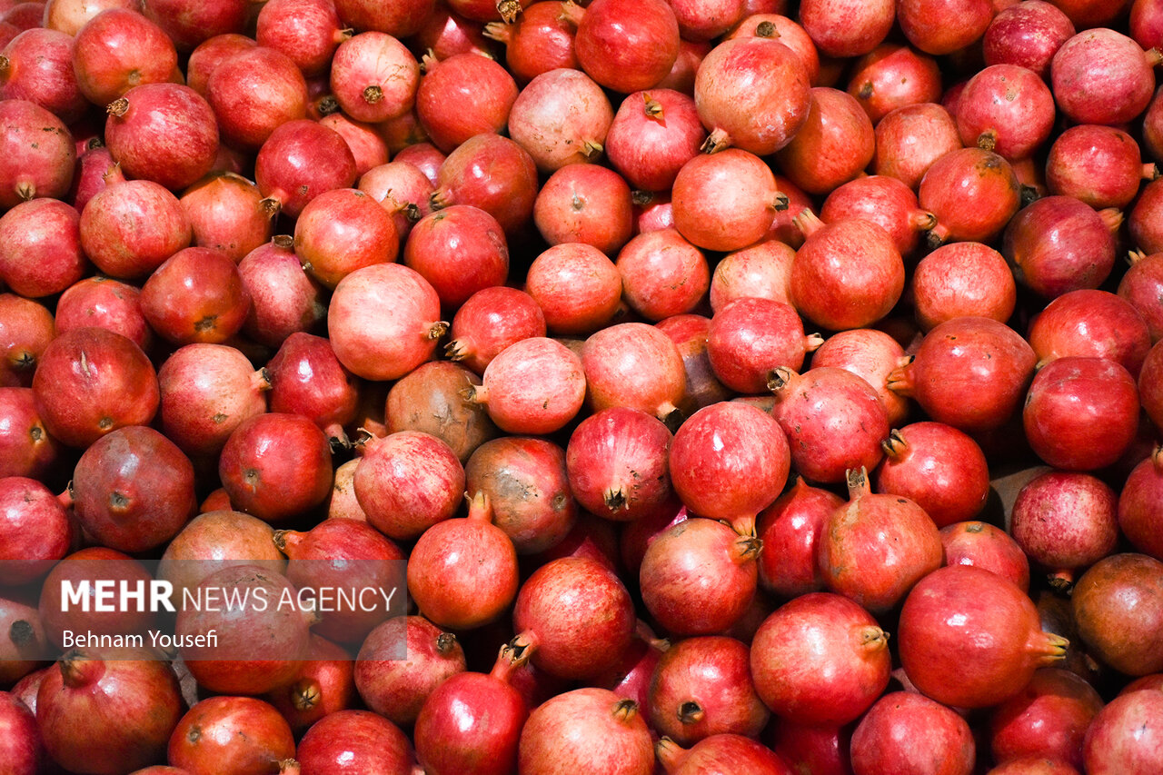 باغ‌های بهشهر؛ گنجینه‌ای از انارهای ارگانیک و صادراتی