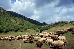 ورود زود هنگام احشام و دام مازاد به مراتع استان تهران ممنوع است