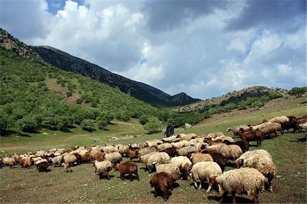 خشکسالی در کرمانشاه تولید علوفه در مراتع را یک سوم کاهش داد