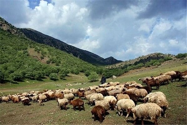 کوچ زودرس بهاره عشایر به اصفهان خسارت زا است کوچ زودرس بهاره عشایر به اصفهان خسارت زا است