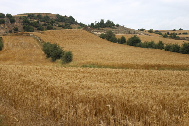 ۶۳ درصد کشاورزان قزوین در کشت قراردادی گندم مشارکت داشتند