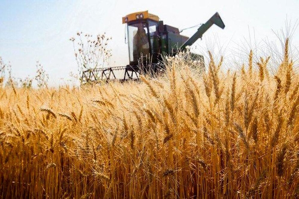 کشت ۲۵۶ هزار هکتار گندم در اراضی کشاورزی کرمانشاه