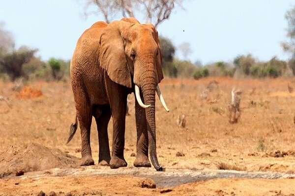 Drought kills 205 Kenyan elephants in 10 months